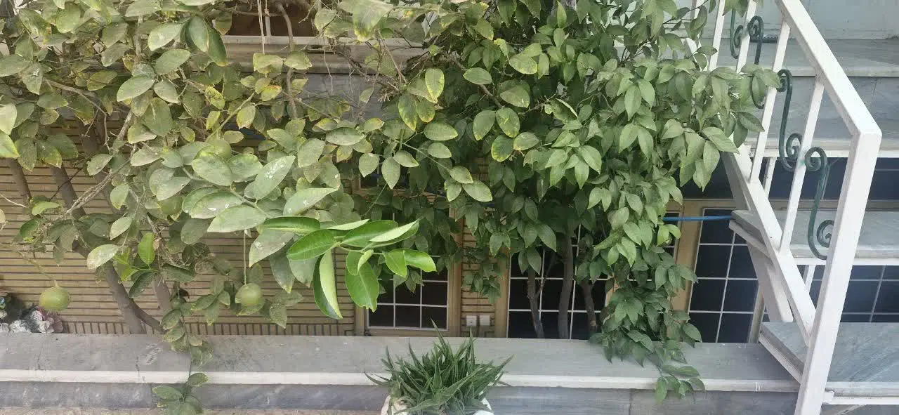 اجاره ملک