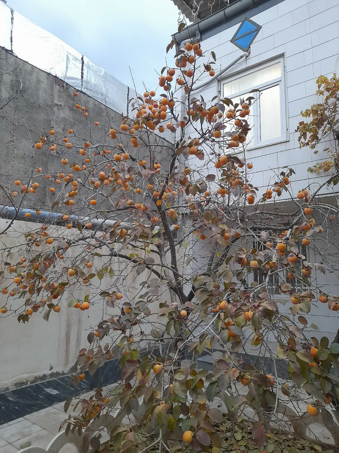اجاره خانه