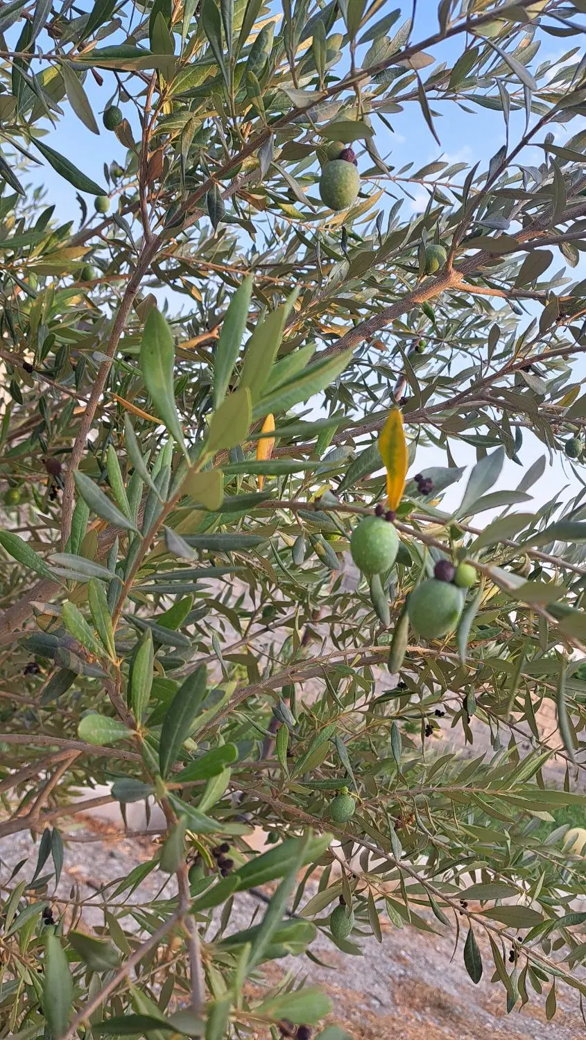 زمین پیشک ۱