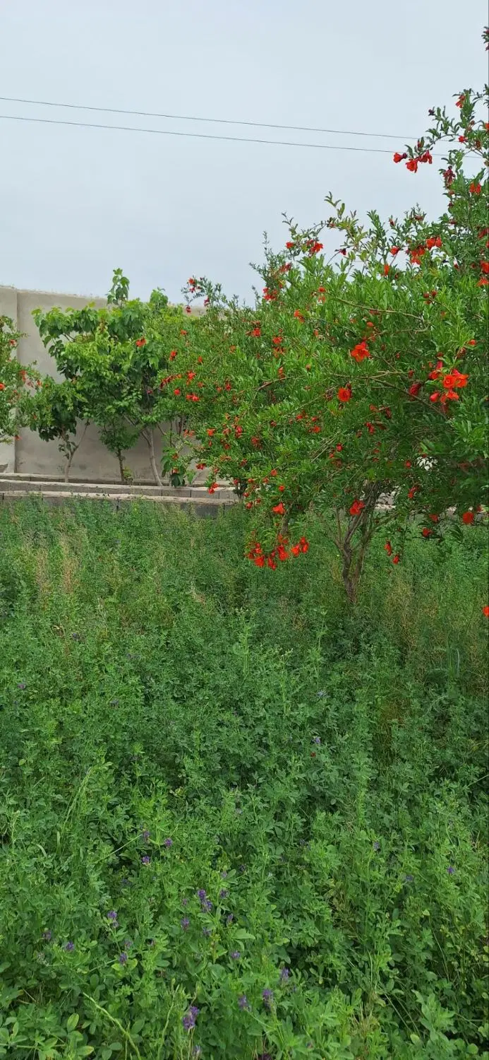 اجاره زمین اماده برای دام