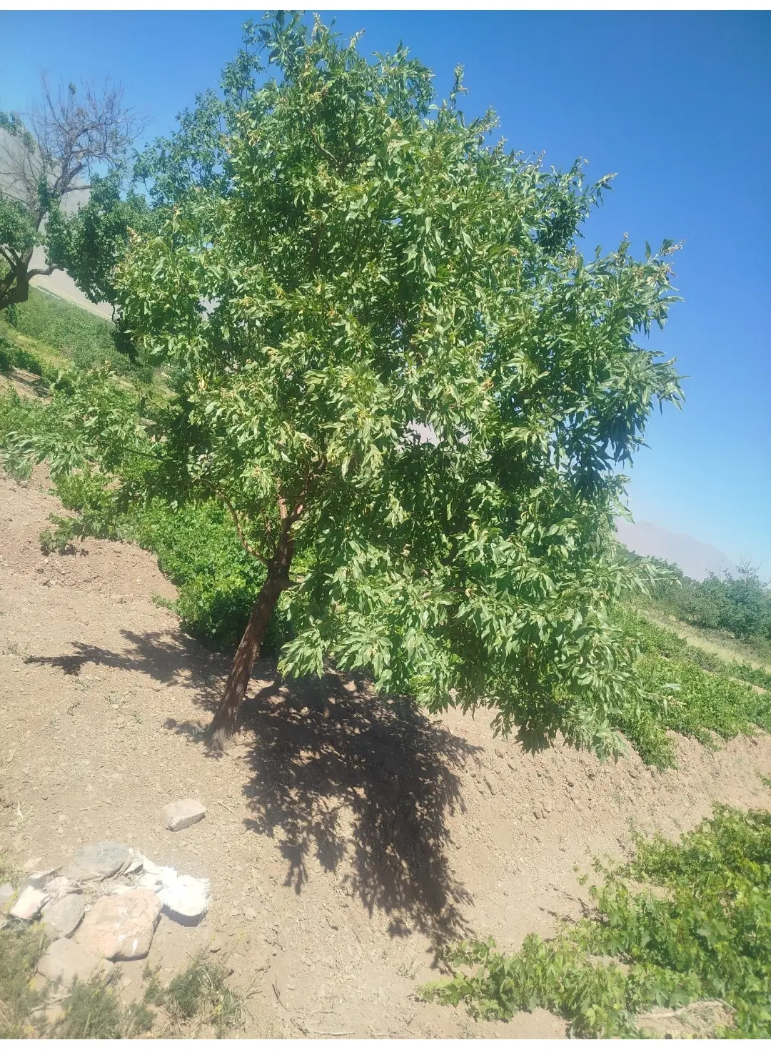 باغ انگور