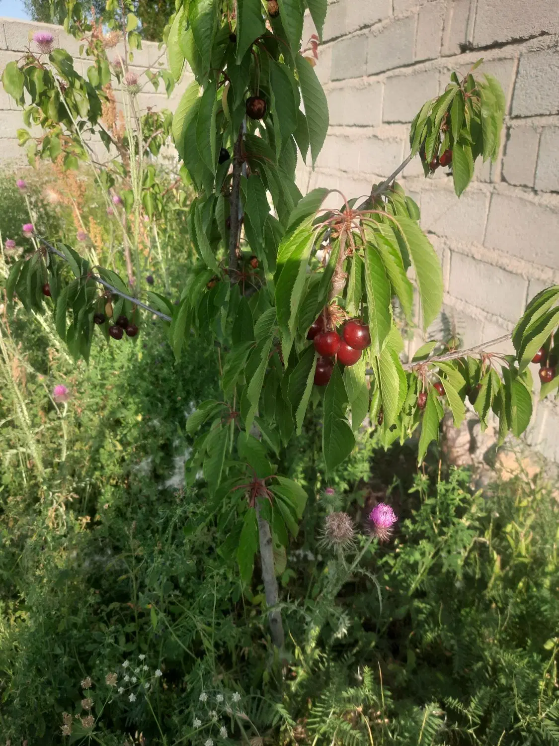 زمین ، چهار دیواری