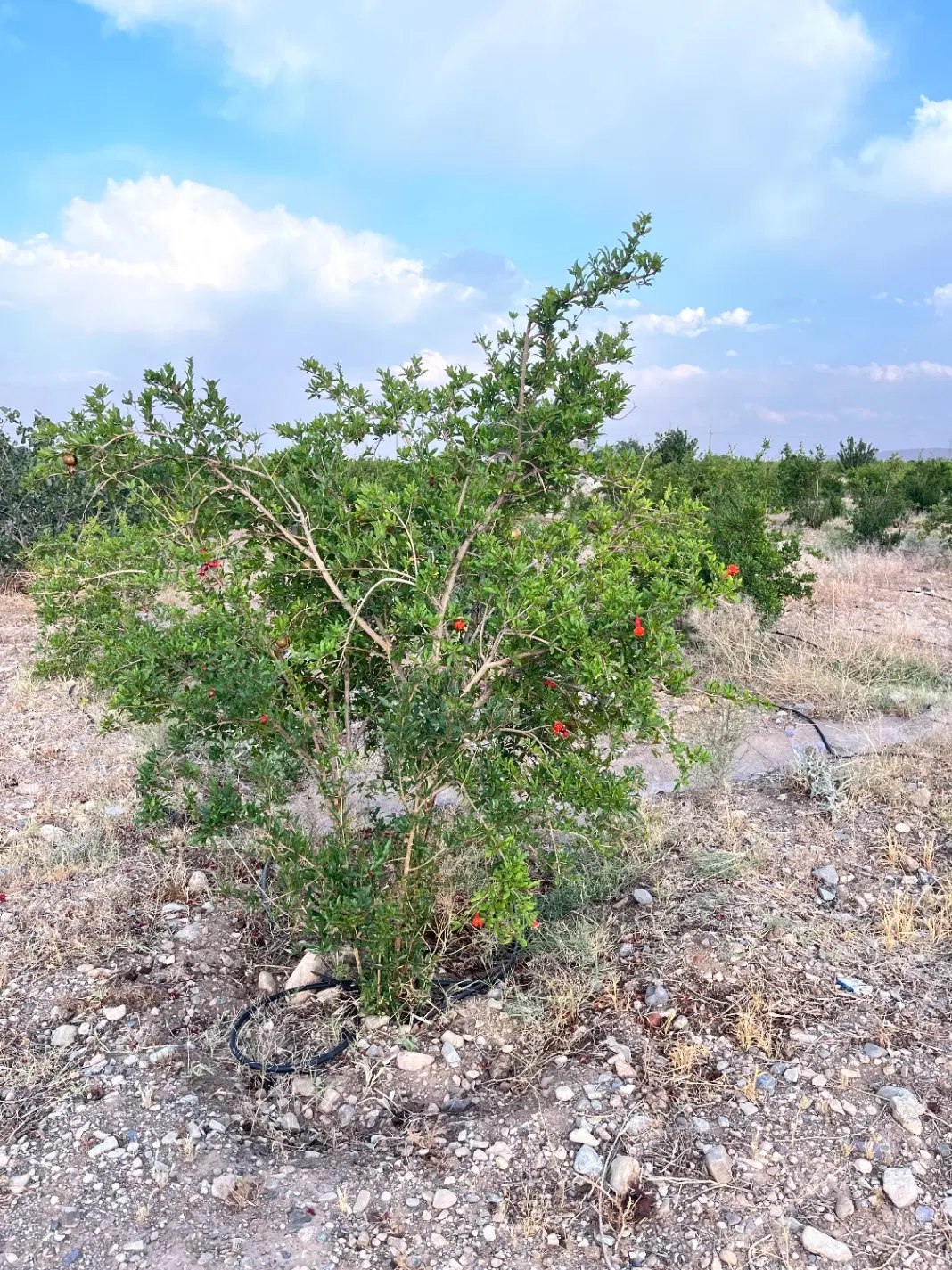 زمین مناسب ویلا سازی
