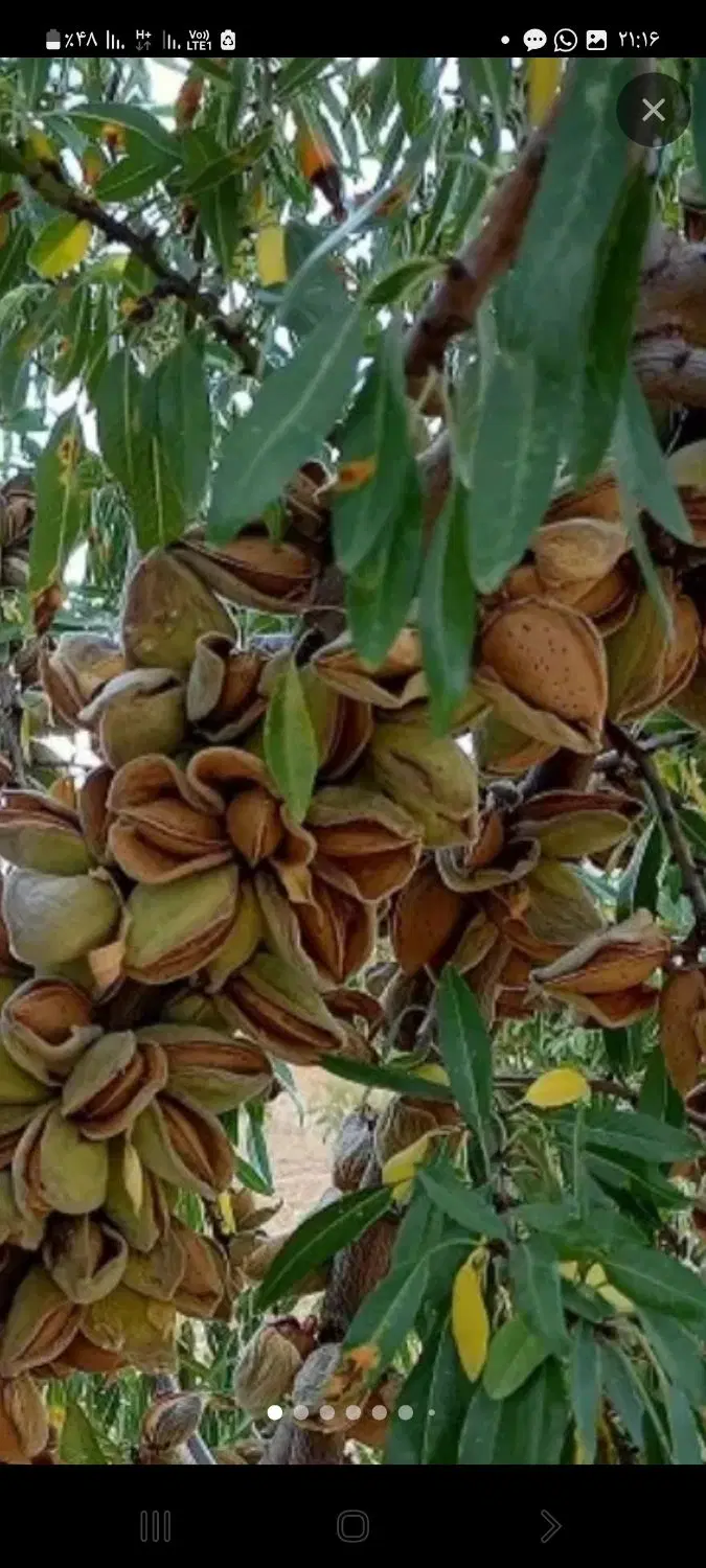 ۸۰۰متر زمین برا باغ یا کارگاه فقط معاوضه با