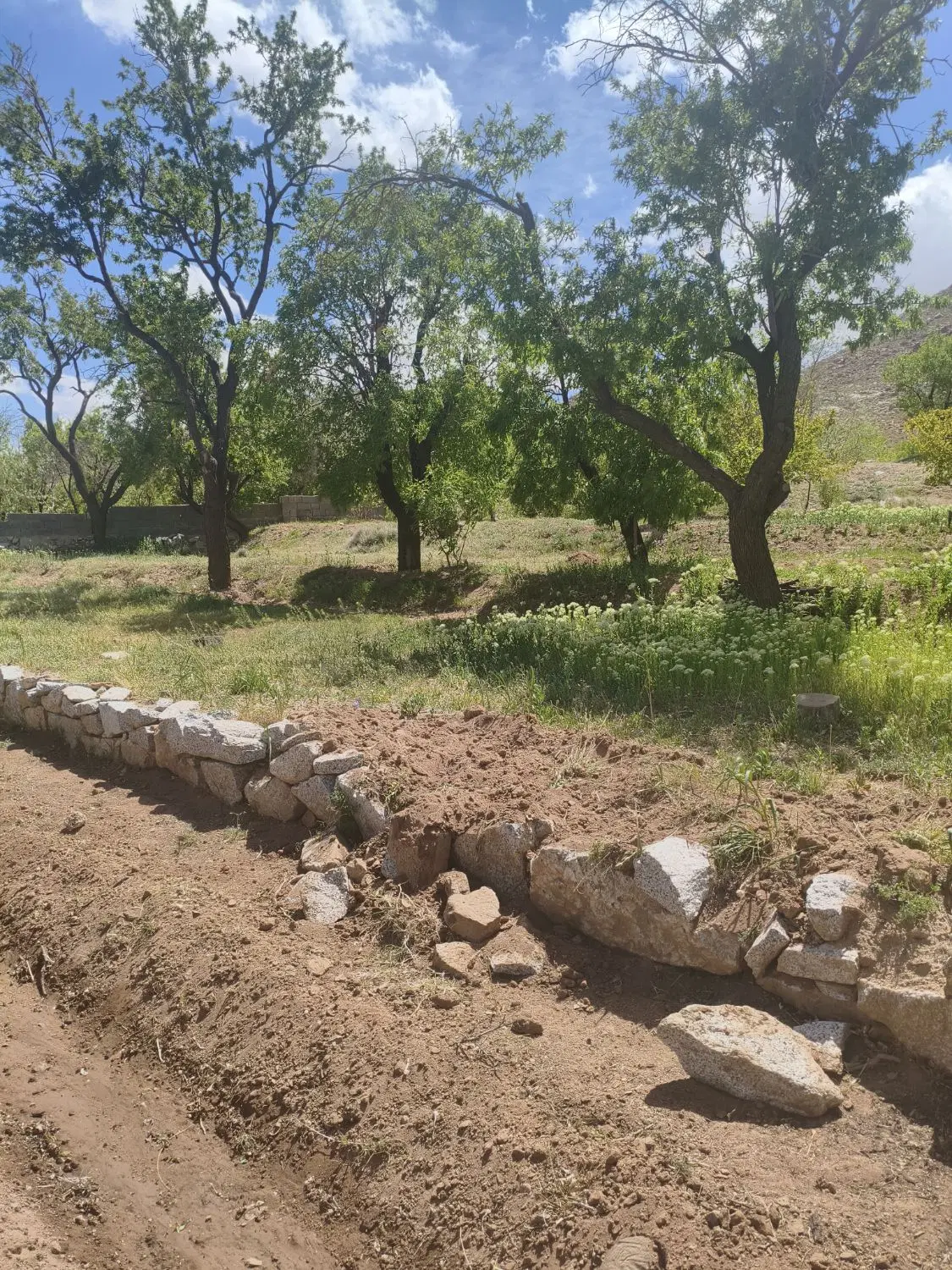 زمین مزروعی تنگ چنار