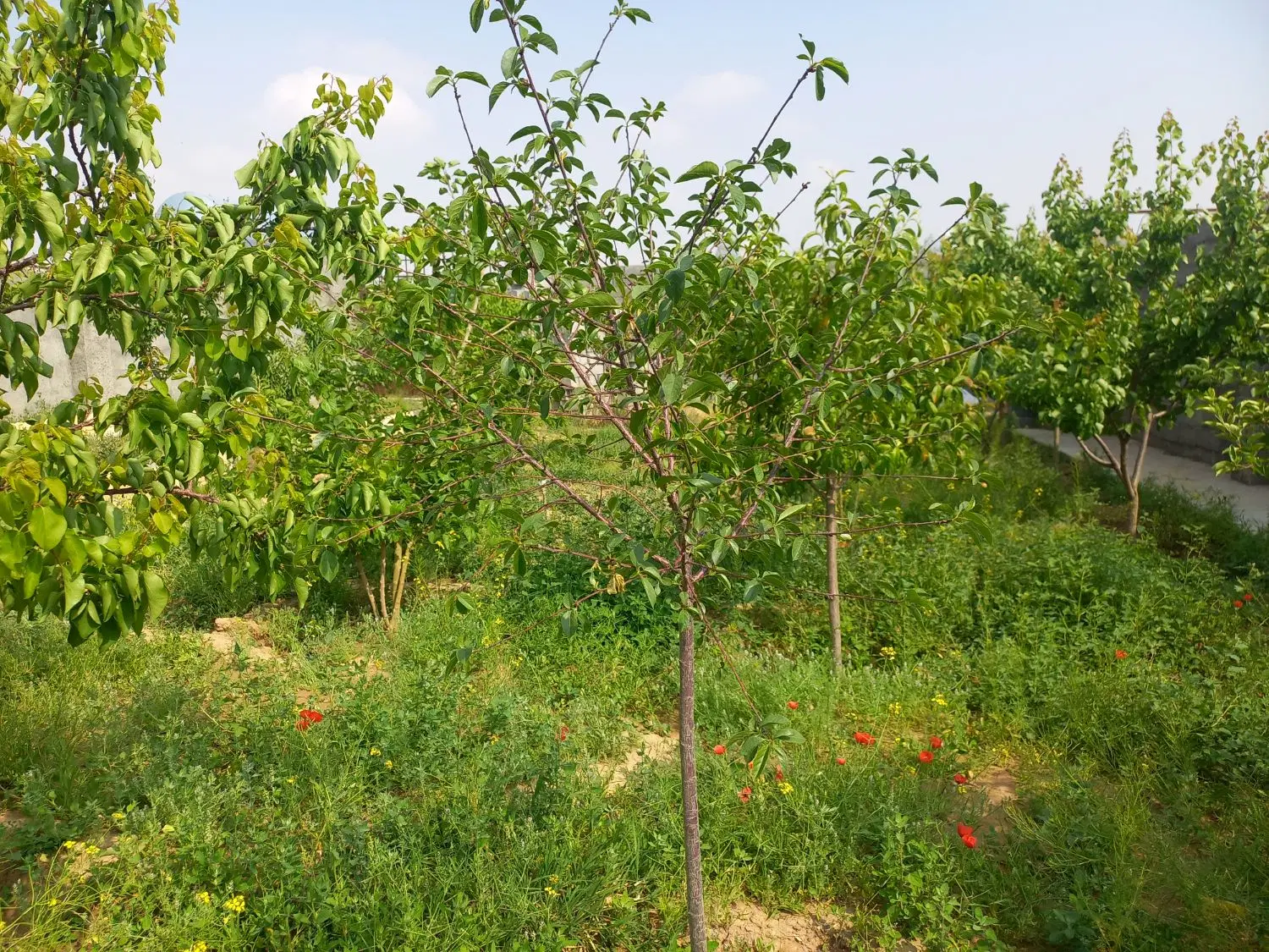 باغ ویلا  روستای چهچه ۵۰۰ متر