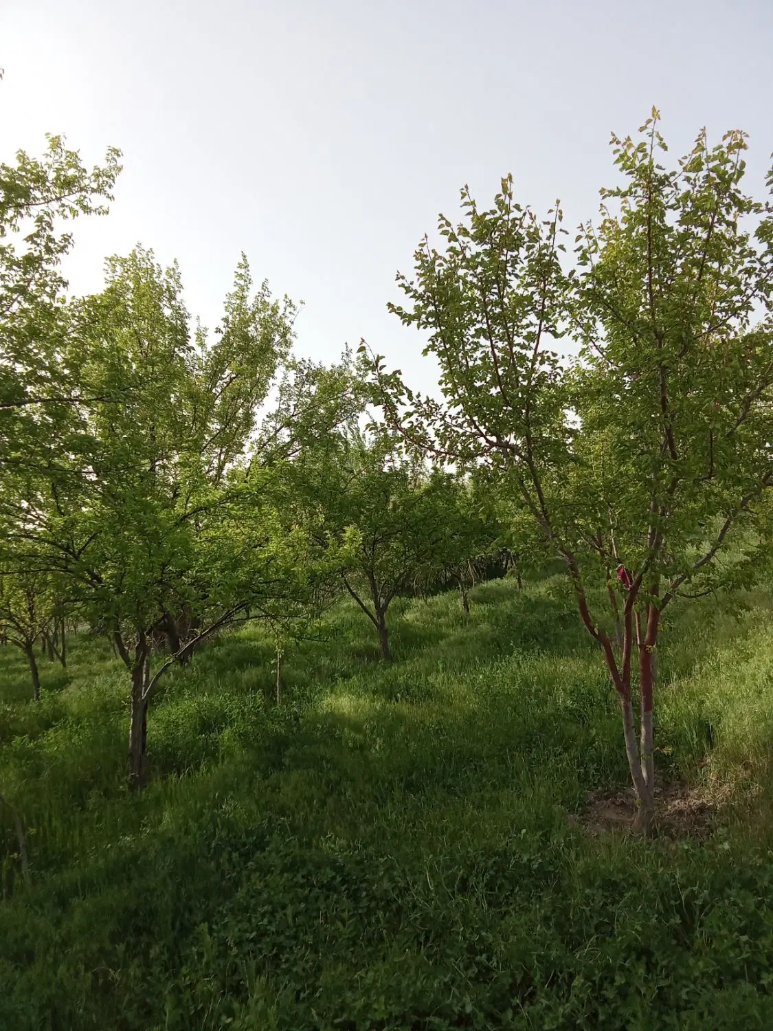 باغ ویلا سازی شده پشت تالار صدف جاده اورمیه