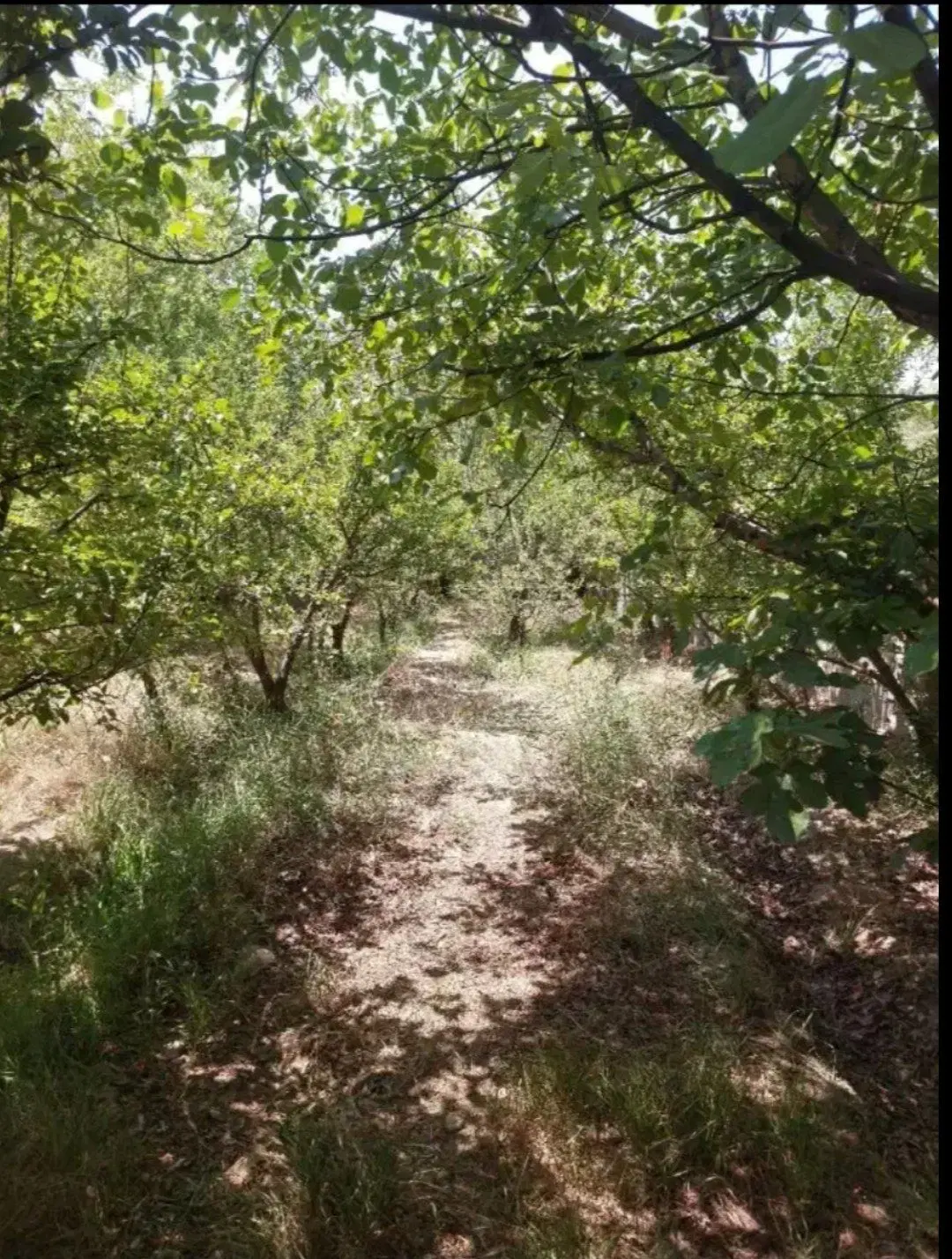 سرمایه گذاری تضمینی،سرخاب، باغچه ۲۵۰-۱۰۰۰ متری