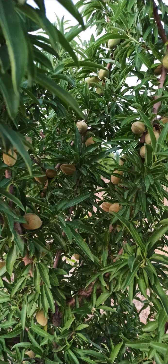 باغ ۴دقیقه تا مسکن ملی ته هپکو
