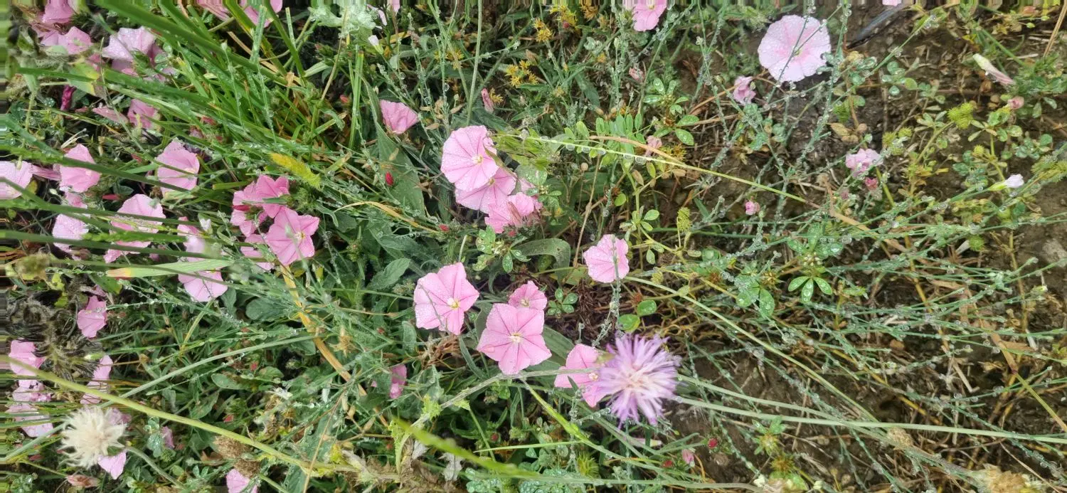 اجازه کشت زمین