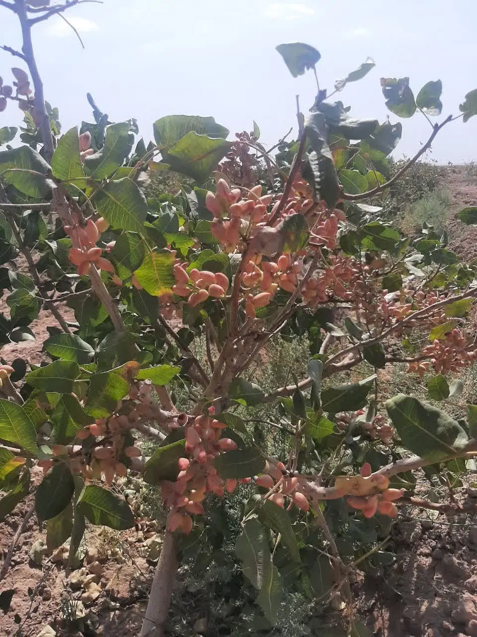 باغ اقتصادی پسته