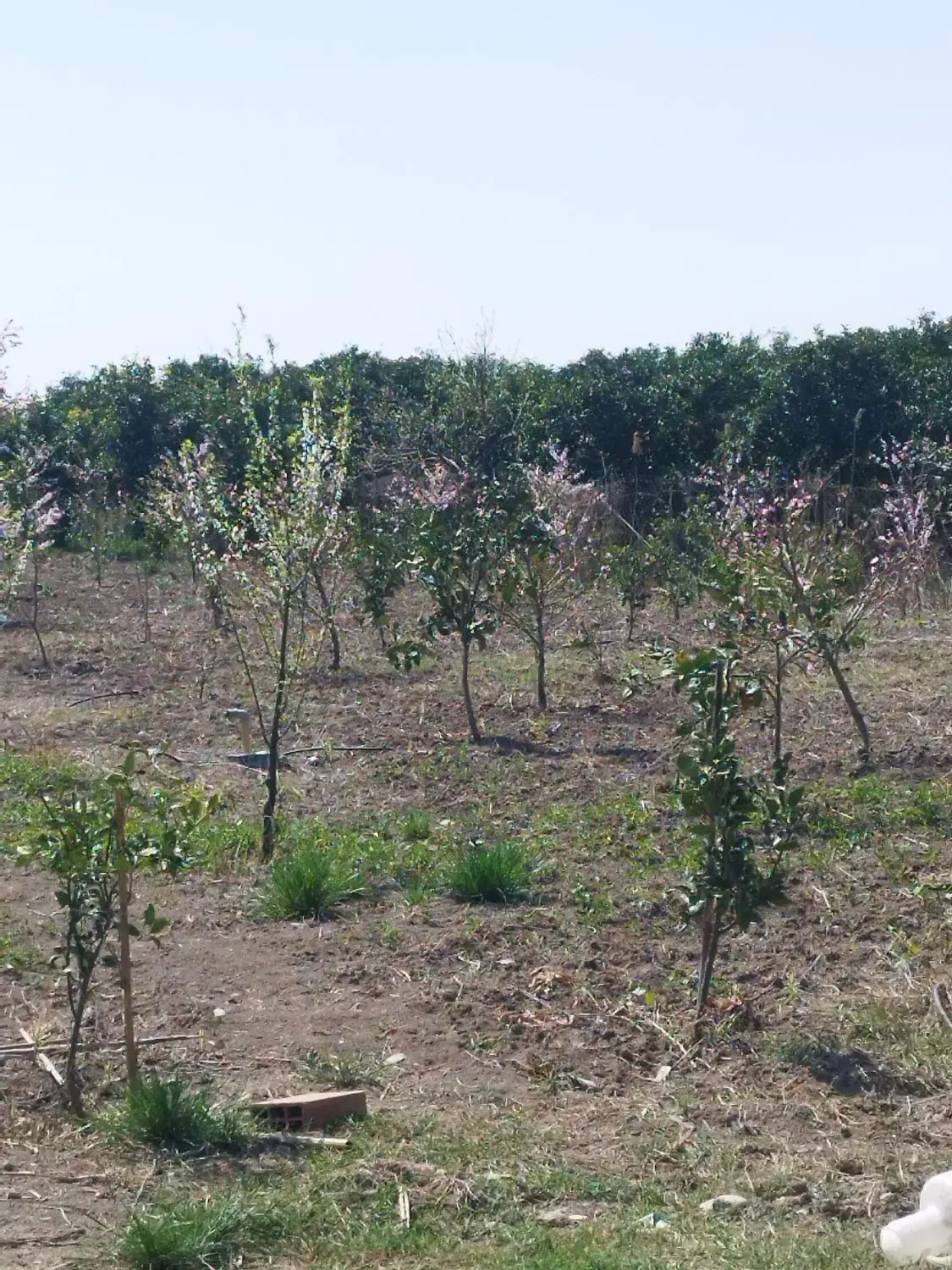 ۱۵۰۰مترباغ بفاصله ی ۱۰۰۰متری دریای گوهر باران