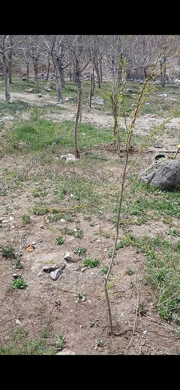زمیـن فروشی بیـدخوان