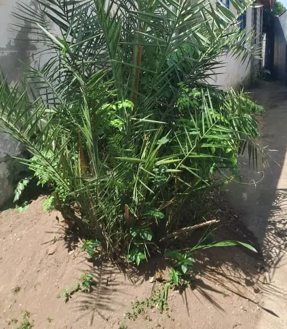زمین مسکونی داخل شهر .صومعه سرا.خیابان