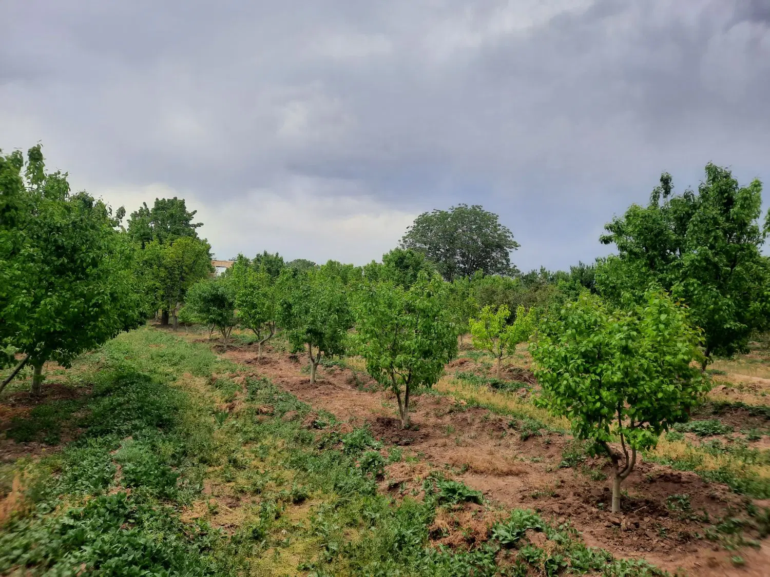 زمین  ۳۵۰ متری قطعه ۸