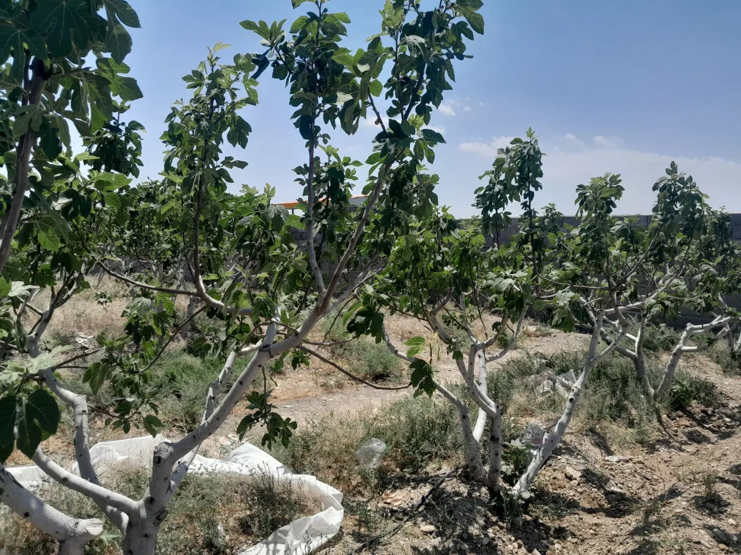 باغ انجیر ۳۰۰ متری ساوه روستای دالستان