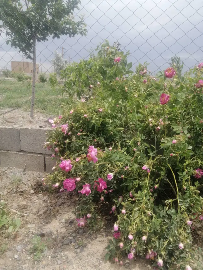 باغ ویلا با استخر در محیطی آرام و دنج شبستر