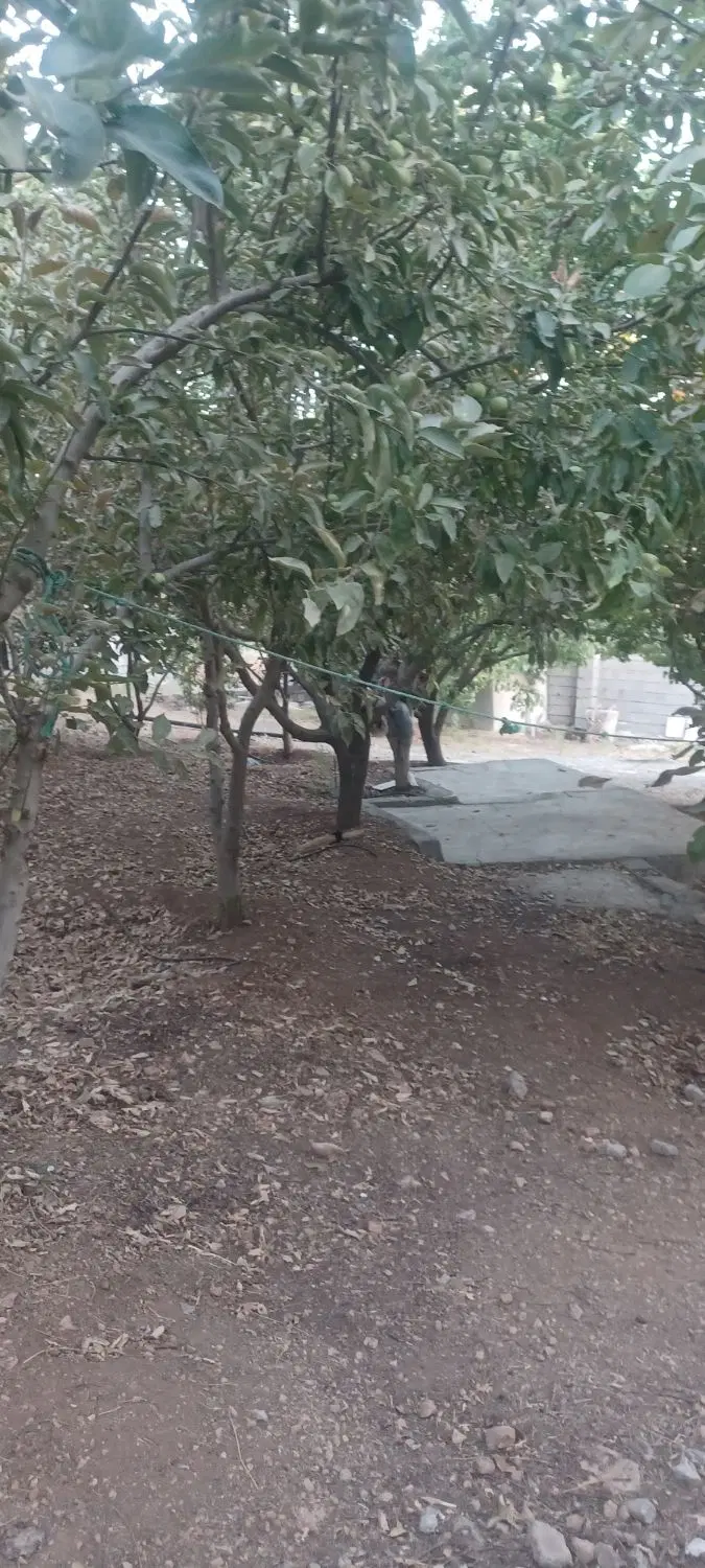 باغ مرتب پرثمر ۱۶ ساله