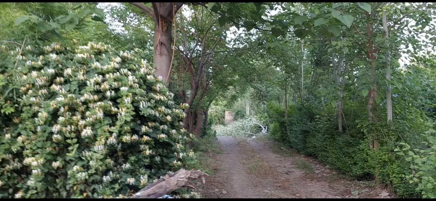 باغ گلحصار عظیم آباد