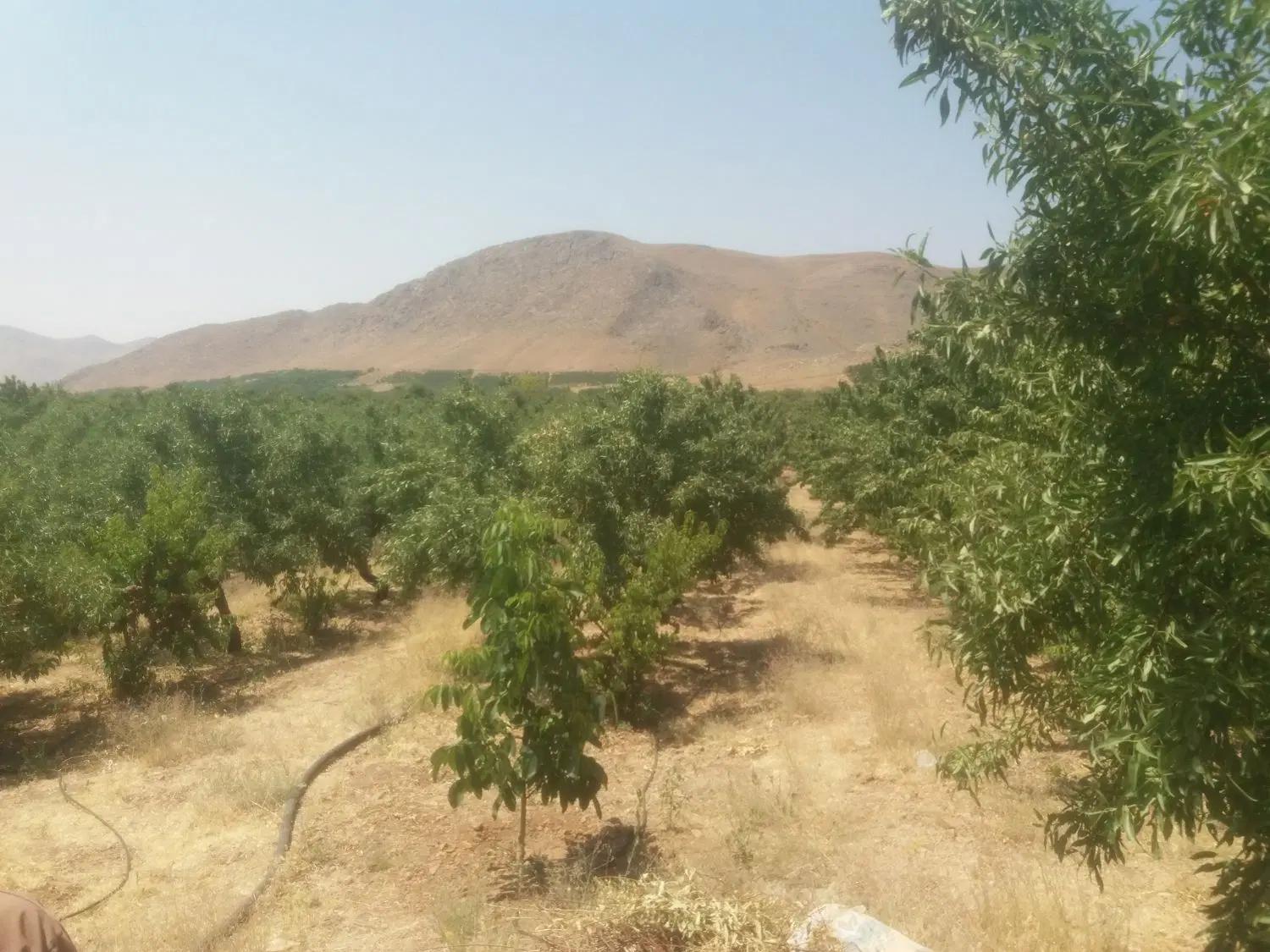 فروش طرح عمان ۵۵۰۰ متر و ۳۱۵۰ متر