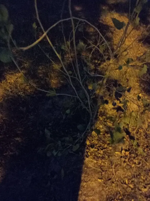 1 هکتار زمین کشاورزی   کانال آب