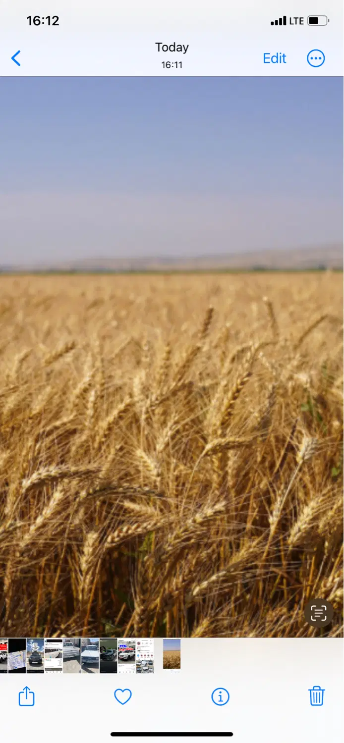 فروش ۴هکتار زمین دیمی در روستای نقده