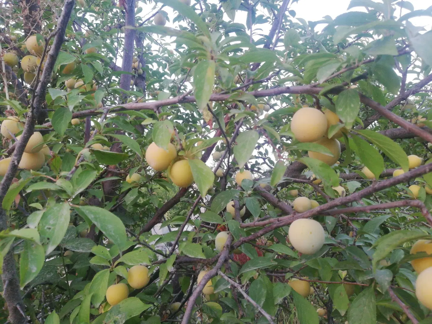 فروش باغ میوه، مناسب سرمایه‌گذاری و خانه‌باغ