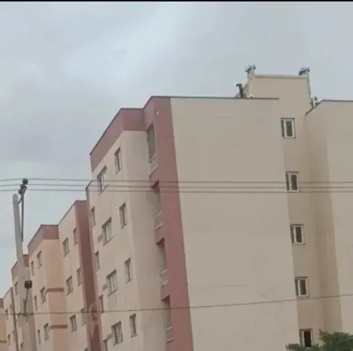 همخونه بی هاشیه