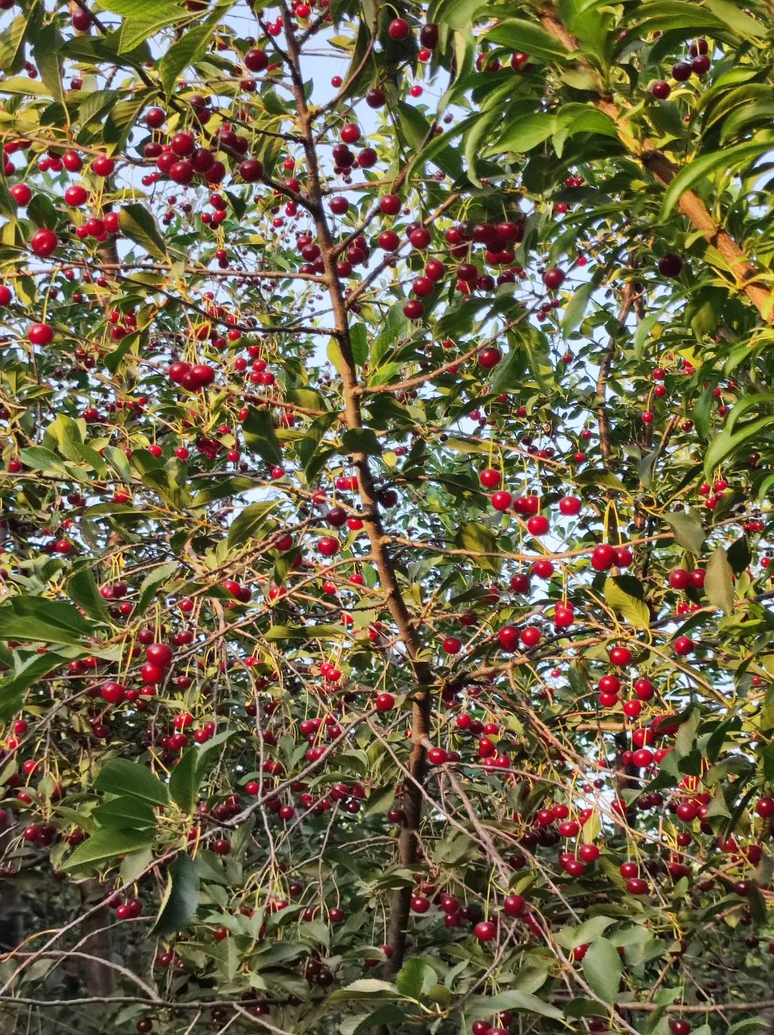 بالانج روستای توپوز آباد