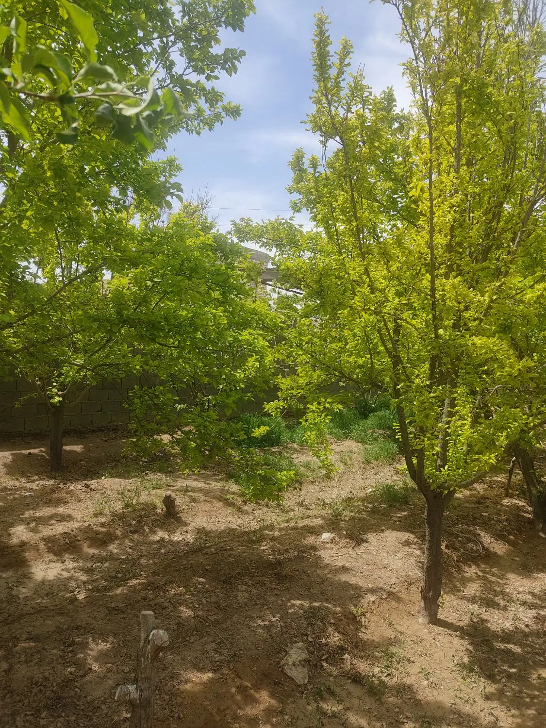 باغ چهار دیواری درچه