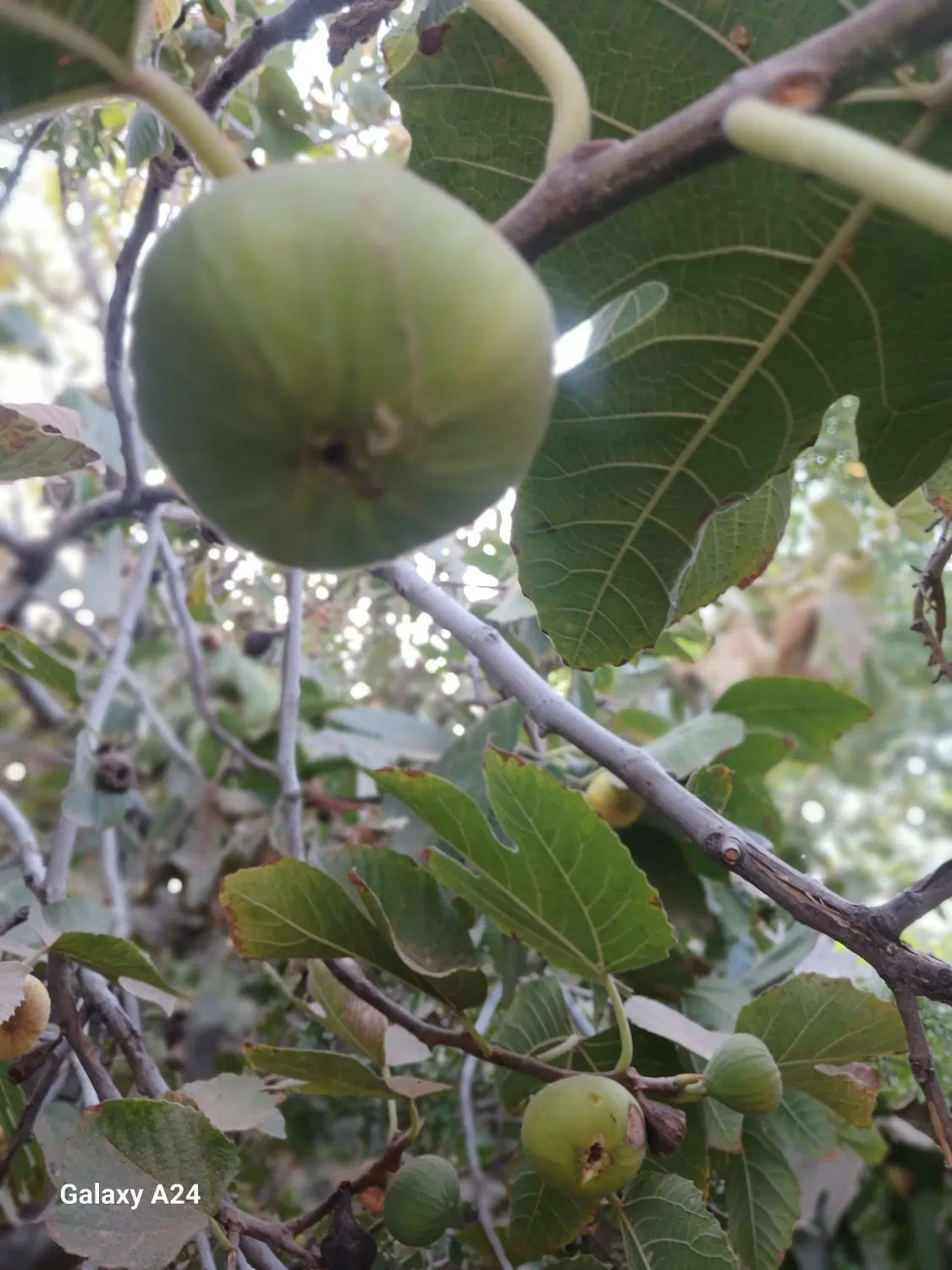 خونه باغ جاده قمصر کوچه ی میلاد