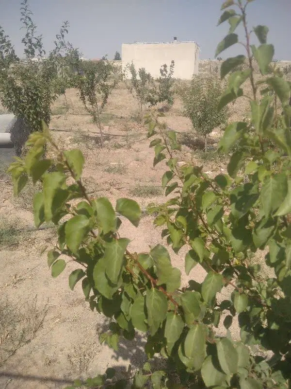 زمین باغی،ویلایی