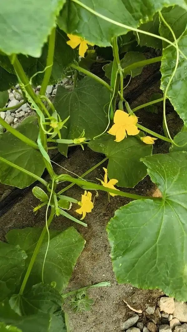 گلخانه جهت اجاره