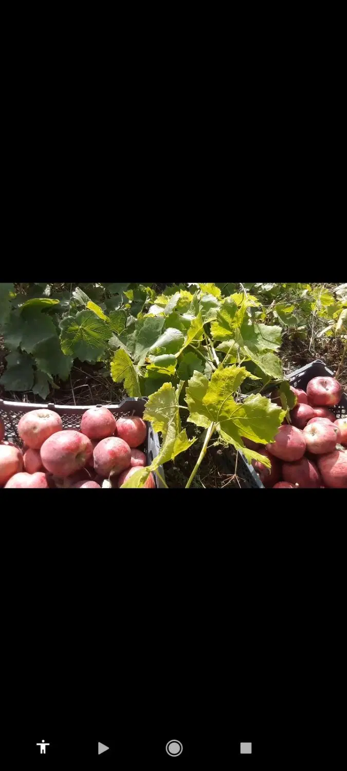 باغ ۴۵۰متری در اهر ارزانتر از همه جا
