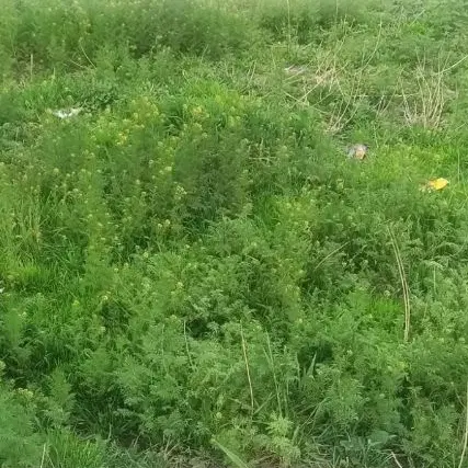 زمین  کشاورزی