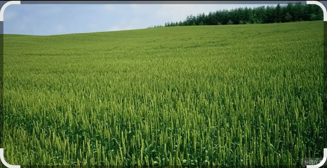 زمین