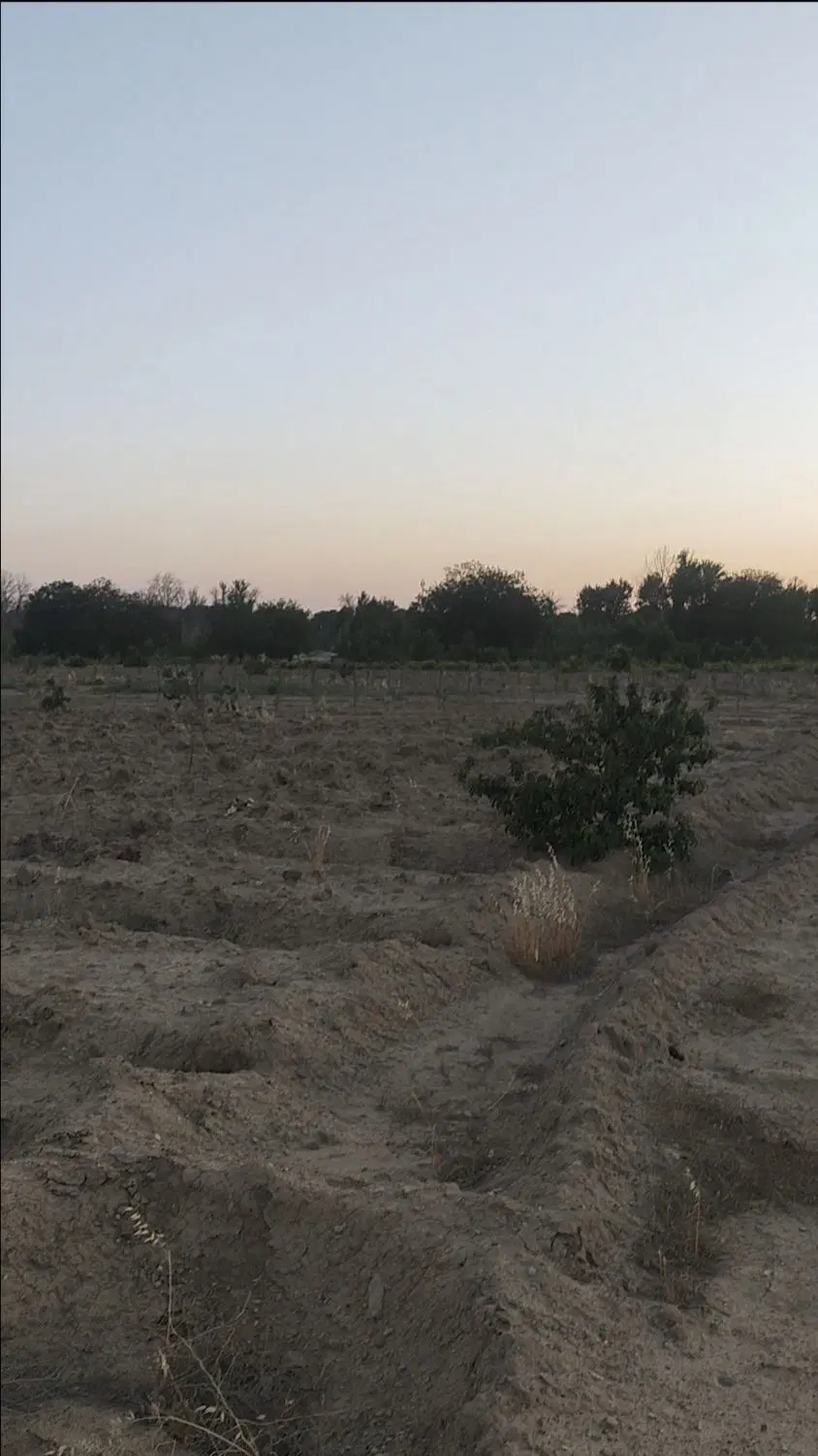 زمین مزروعی آزادگان شمس آباد خ قلعه