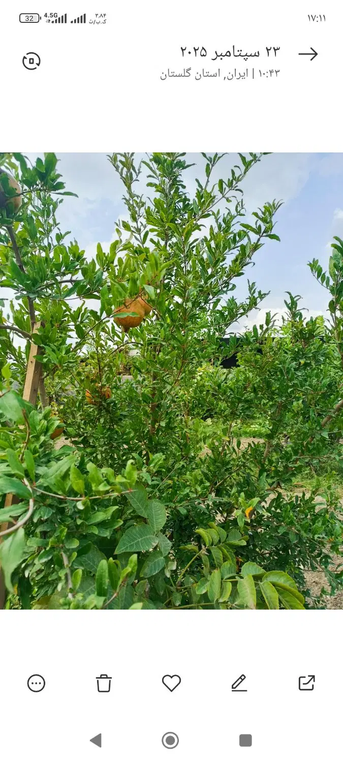 فروش  زمین باغ انار