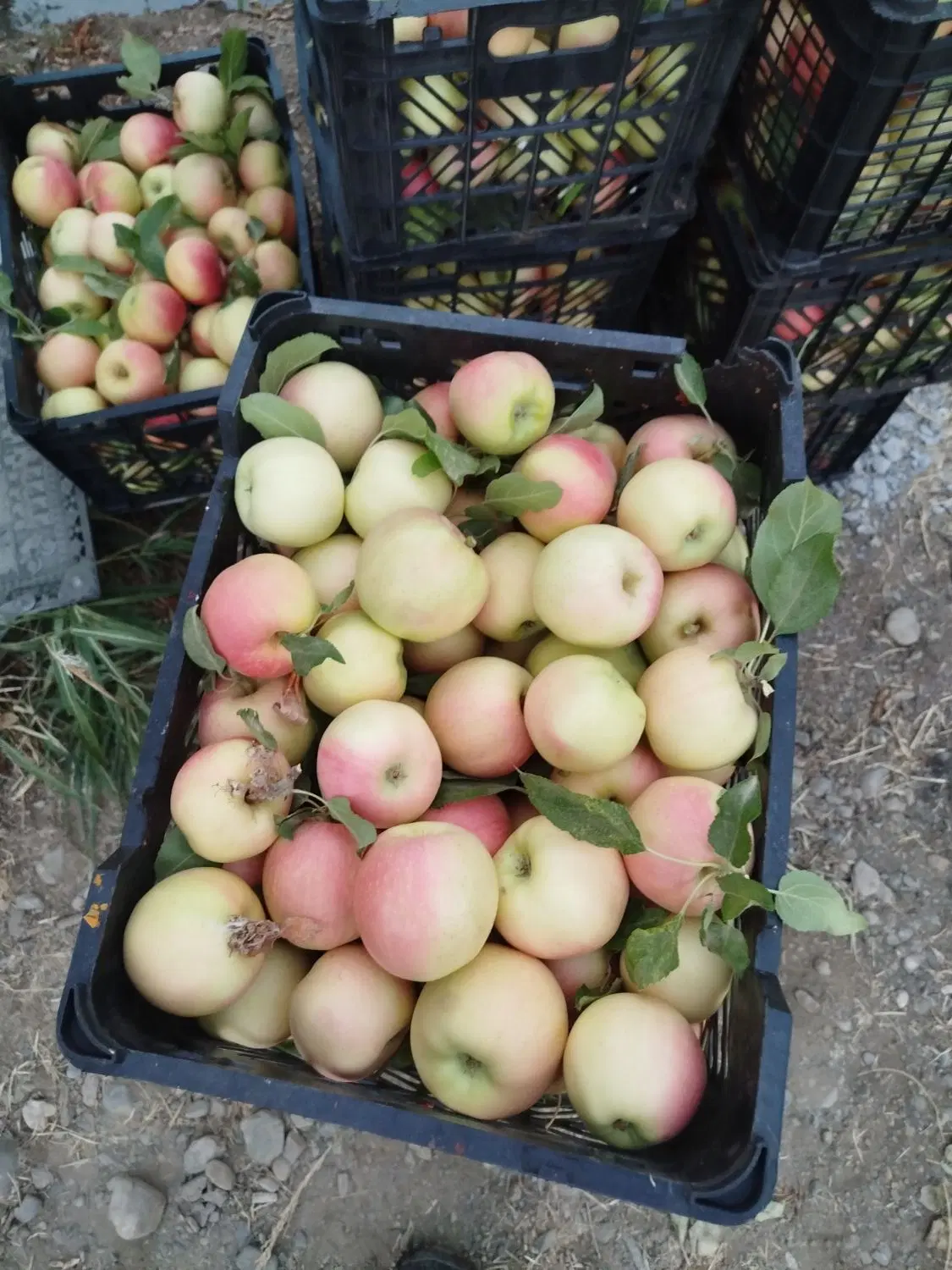 باغ و خانه باغ 1000 متری قلیان