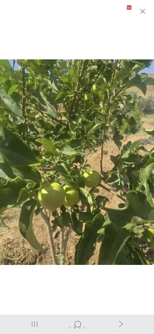باغ