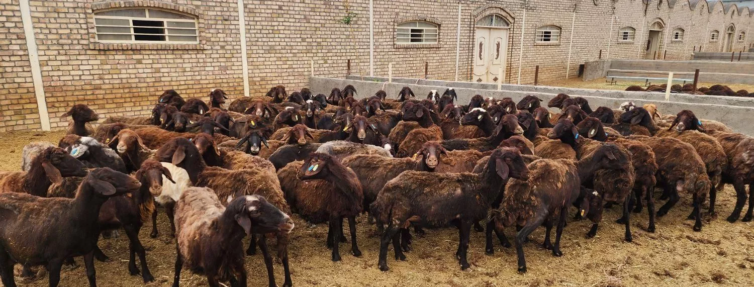 تهاتر ملک کارخانه، مجتمع کشت و صنعت دامپروری باغی