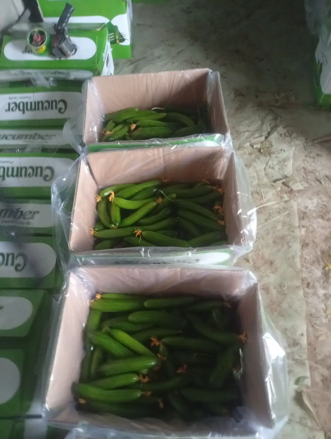 اجاره گلخانه