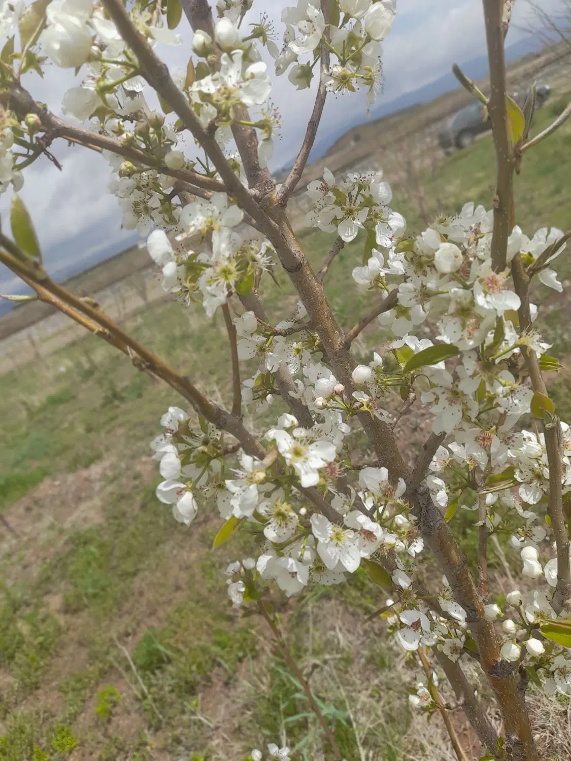 یک قطعه باغ میوه در ۱۵ کیلومتری زنجان روستای بناب