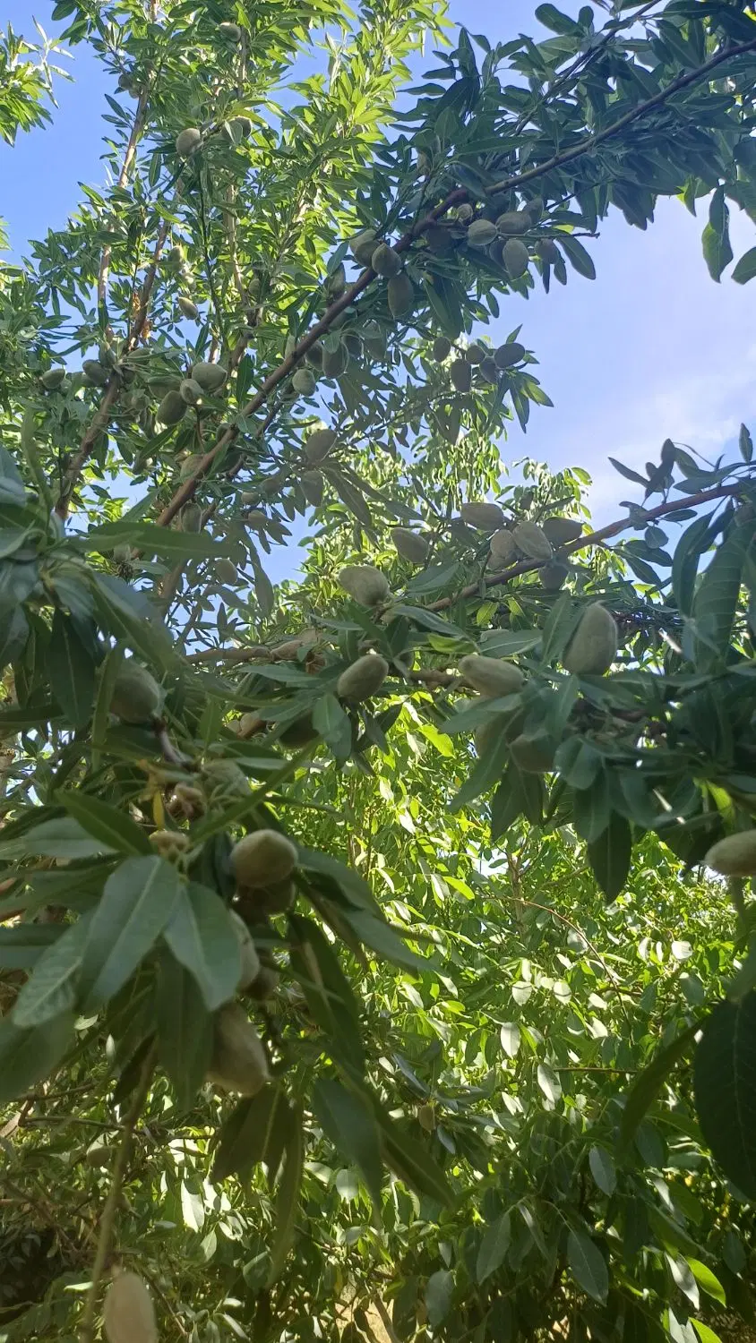 فروش یک قطعه باغ کشاورزی