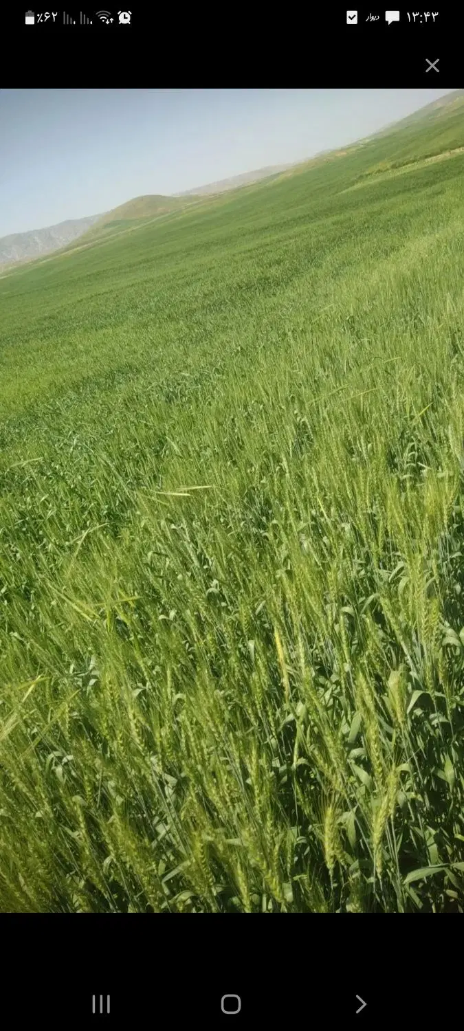 زمین فروشی خیابات کارگر شمالی