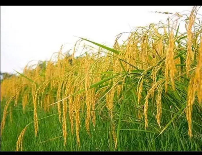 زمین مسکونی