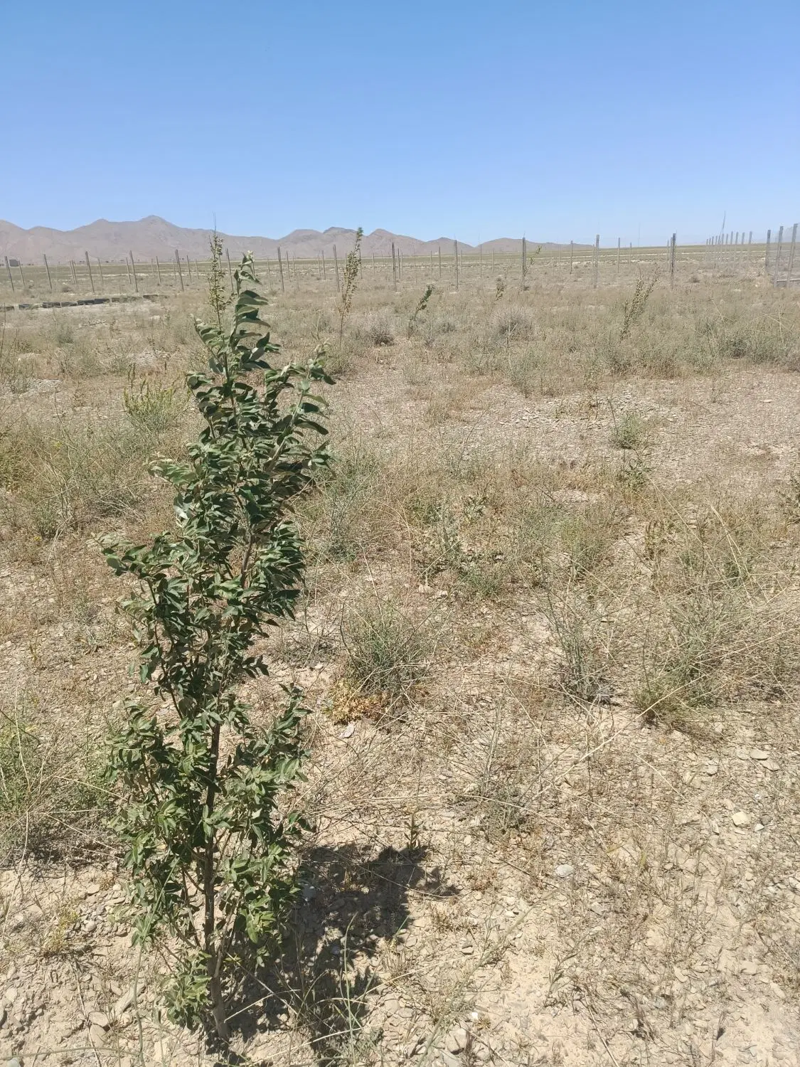 زمین باغی کوهمال