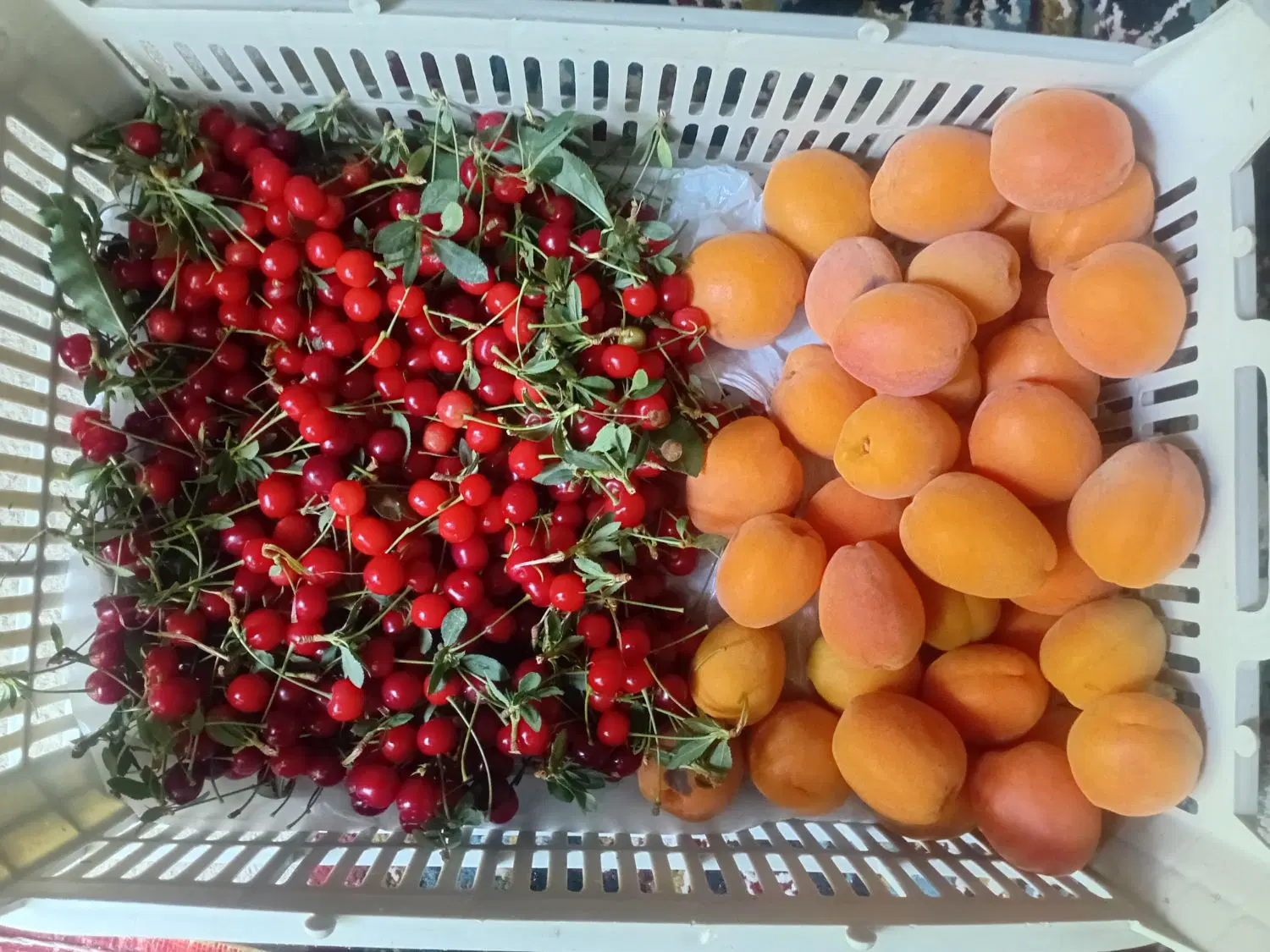 فروش باغ