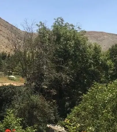 فرش چند قطعه باغ با سند ومجوز کمربندی دانشگاه ازاد