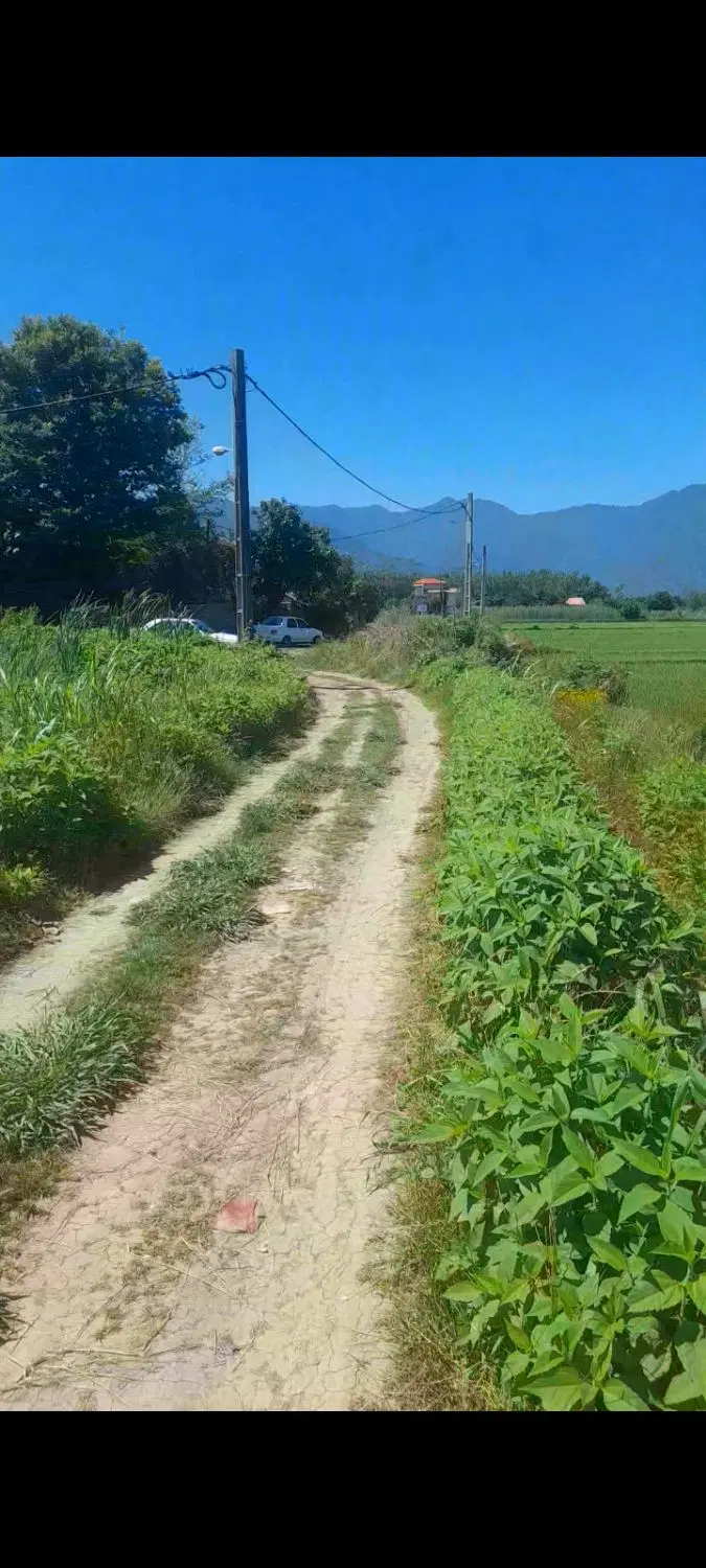زمین کشاورزی در محله علی کلایه